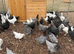 Point of lay hybrid chickens