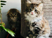 Scottish fold long hair