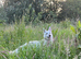 White Swiss Shepherd puppies