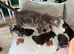 Kitten ready to go now!!!