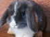 Mini lop