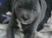3 lovely puppy's left