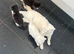 White female kitten READY NOW