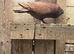Pair high flyer tippler