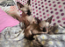 14 weeks ragdoll mix Sphynx Girl – Blue Eyes