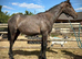 Sport Horse yearling Gelding to make 16hh+