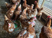 Ex commercial chickens