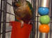 Baby conures