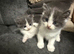 Exquisite Ragdoll / Turkish Angora Kittens – 6 Weeks Old | Blue-Eyed | Home-Raised