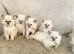 Ragdoll kittens
