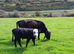3 year old dexter cow with heifer calf at foot