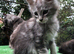 Mainecoon kittens ready now