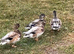 This years call ducks available and looking for a new pond