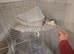 2 Female Bonded Dumbo Rate & cage