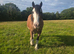 14.3/15hh cob mare