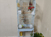 baby lovebird full tame