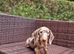 Miniature Dachshund