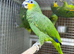 Blue fronted amazon