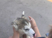 Husky pup