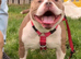 American bulldog