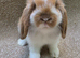 Baby Choc Tort butterfly mini lop buck