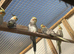 Cockatiel babies