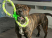 Rehome my staffie