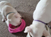 French bulldog puppies