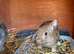 Male Lionhead x Lop