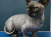 Stunning fluffy Sphynx kittens