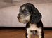 Male cocker spaniel