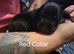 Staffy cross puppies