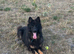 KC German shepherd puppies