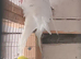 Budgies