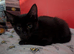 Maine coon x black and white kittens