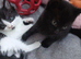 Beautiful healthy 3 kittens looking for home