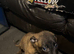 Dutch shepherd x saluki