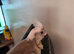 5 hand reared tame Whitefaced cockatiels with dna