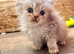 Beautiful cross pedigree kittens