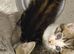 Home raised kittens very frienly