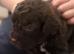 Cockerpoo pups