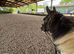 Denzal a true all round safe pony