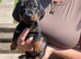Miniature dachshund puppies