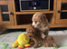 Beautiful miniature poochons puppies