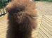 MICRO TINY solid chocolate teddy bear pom boy