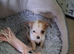 MIXED JACK/SHIH-TZU X2 PUPPIES