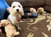 Beautiful Poochon Teddy Bears