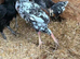 Ko shamo x aseel chicken