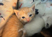 Ragdoll cross kittens