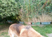 Loving dog needs new home